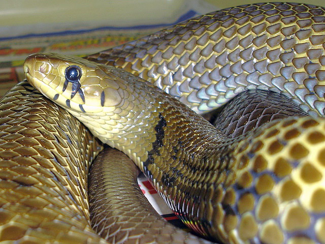 UNICOLOR