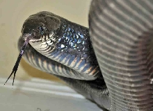 Drymarchon M. Rubidus