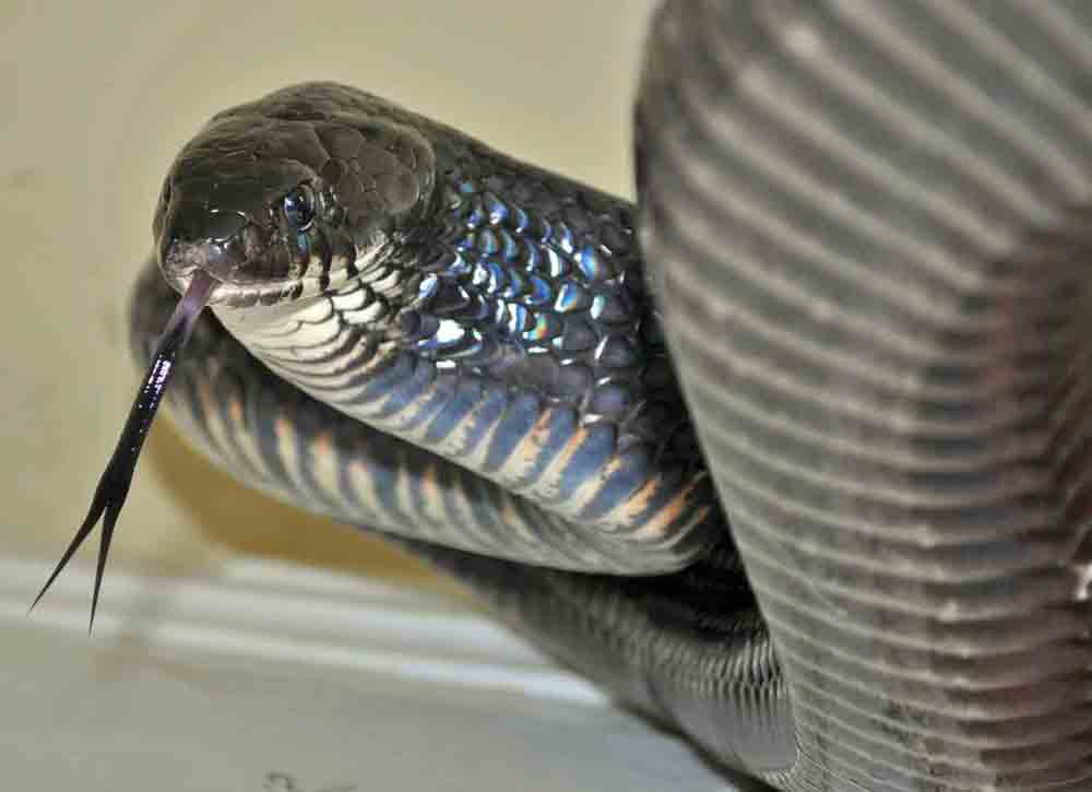 Drymarchon M. Rubidus