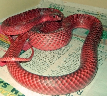Red Whip