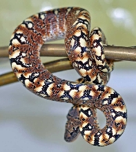 Sanzinia
