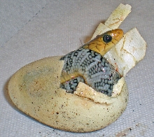 Yellow Tail Cribo hatching