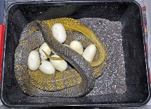 First eggs of 2011