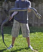 adult Drymarchon m. rubidus