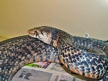 mottled Rubidus