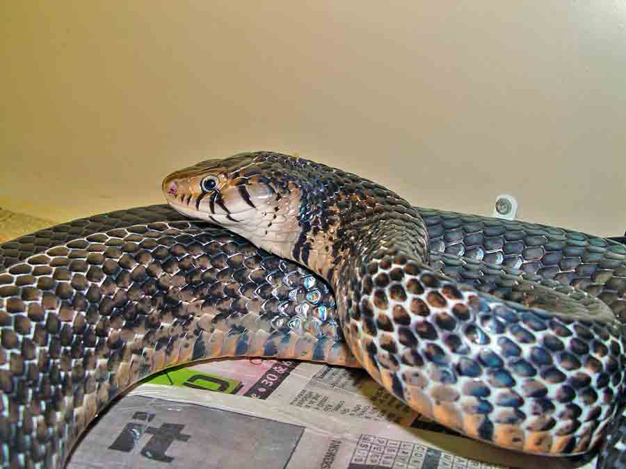 mottled Rubidus