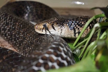Drymarchon M. Rubidus