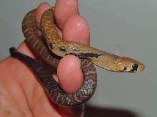 unicolor