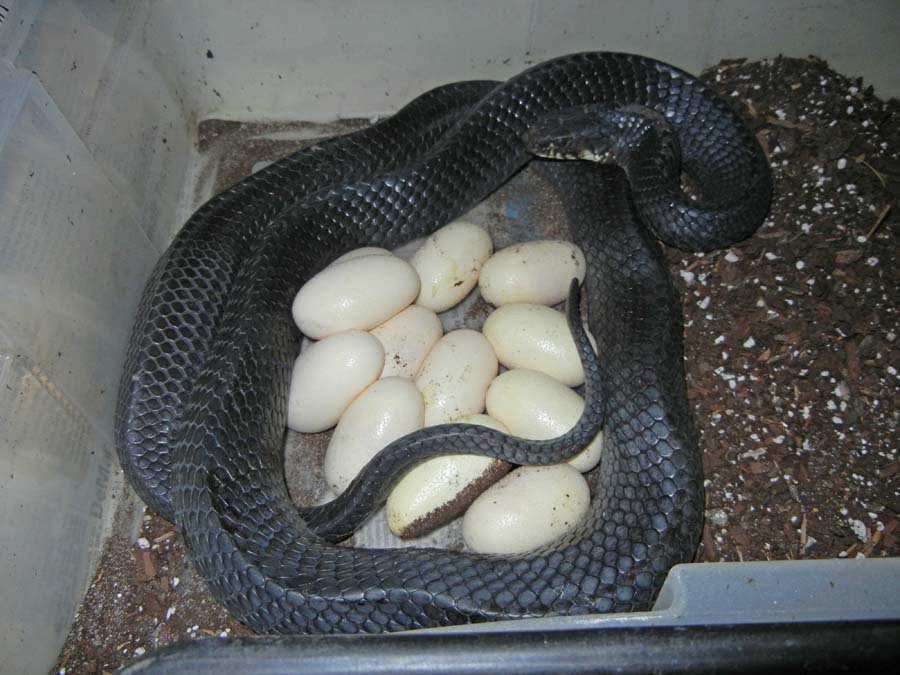 Drymarchon m.rubidus eggs 2011
