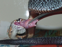 rubidus eating