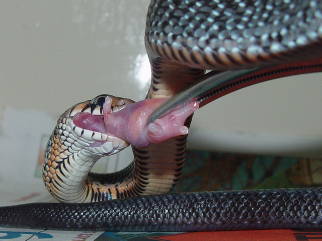 rubidus eating