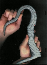 Drymarchon tail scan