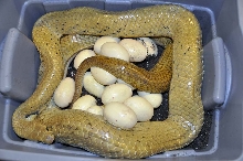 2011 Unicolor Cribo eggs