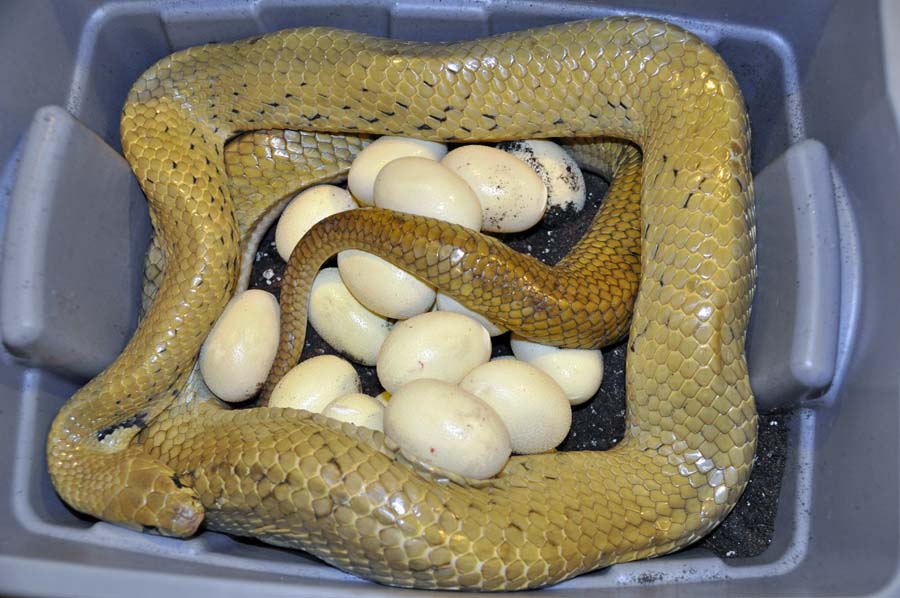 2011 Unicolor Cribo eggs