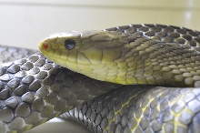 Yellow tail Cribo