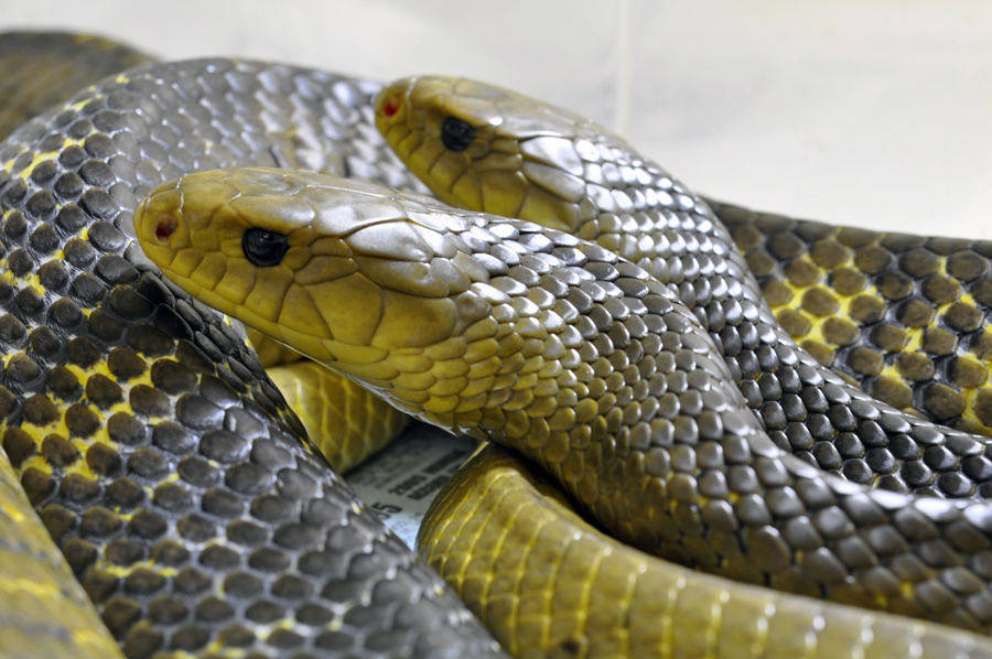 yellowtail cribo pair