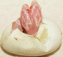 Two-headed corn 01