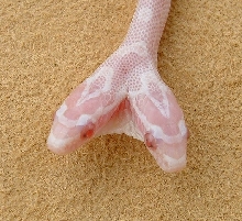 Two-headed corn 05