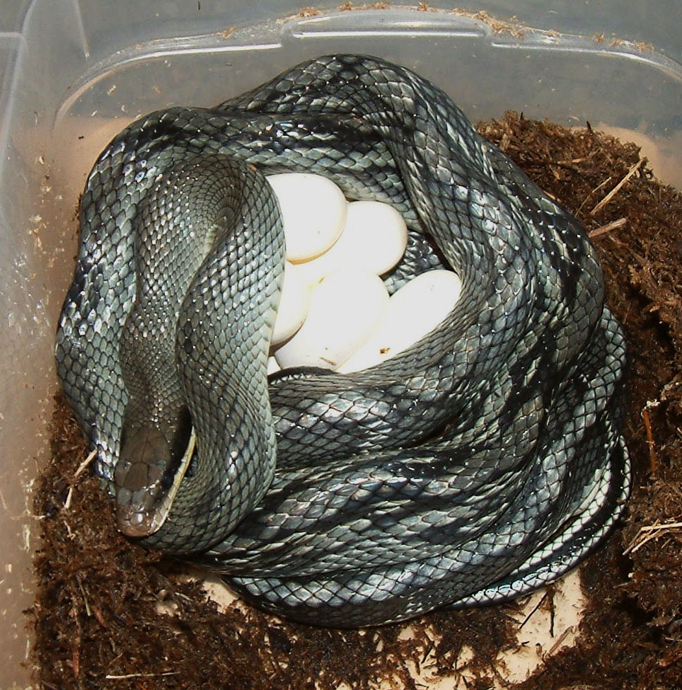 Blue Beauty Eggs