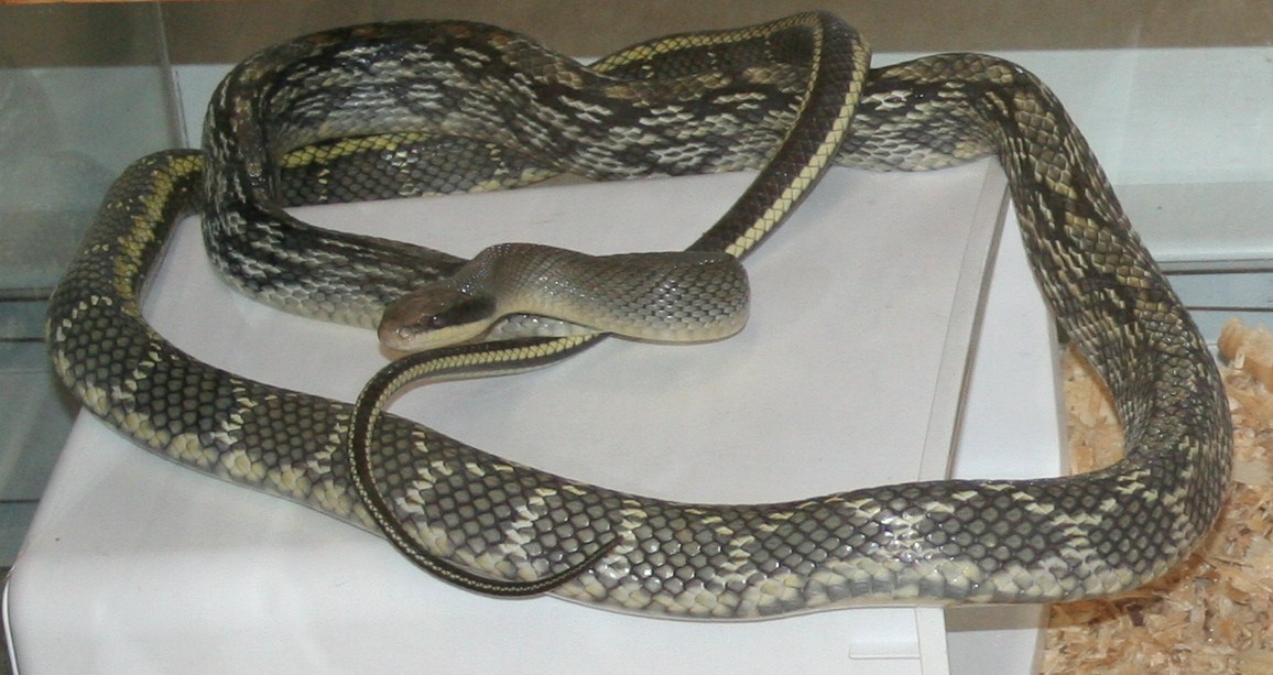 Blue Beauty Male