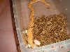 Albino Western Hognose