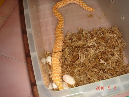 Albino Western Hognose