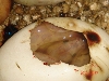 Albino Green mother x Hypo Het Leucistic father
