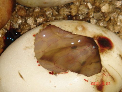Albino Green mother x Hypo Het Leucistic father