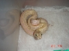 Albino Green mother x Hypo Het Leucistic father