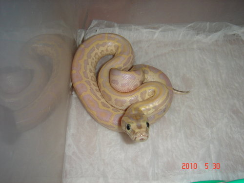 Albino Green mother x Hypo Het Leucistic father
