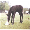 Buhonero's First Foal