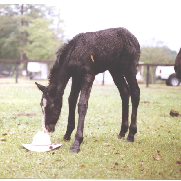 Buhonero's First Foal
