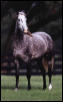 Buhonero 1 - Champion Andalusian Stallion