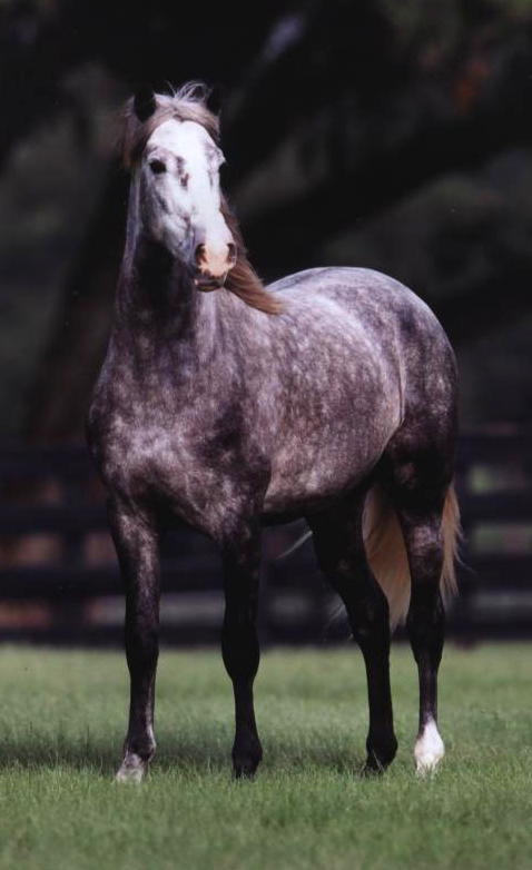 Buhonero 1 - Champion Andalusian Stallion