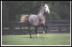 Buhonero 1 - Pure Spanish Andalusian Stallion