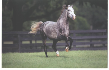 Buhonero 1 - Pure Spanish Andalusian Stallion
