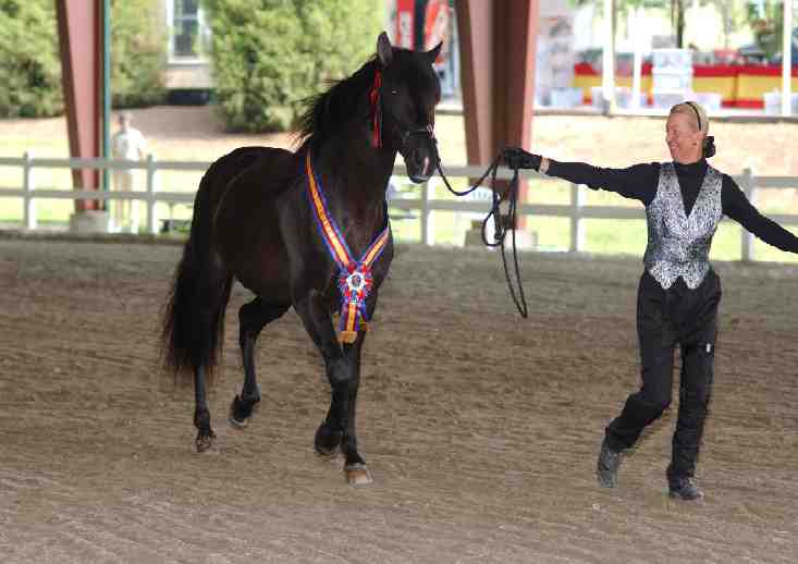Guarapo - Grand Champion Stallion