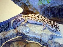 leopard gecko