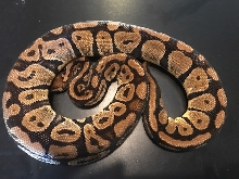 pastel het g