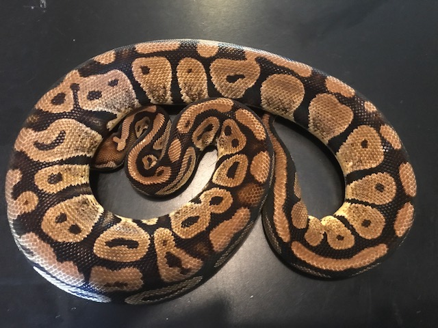 pastel het g