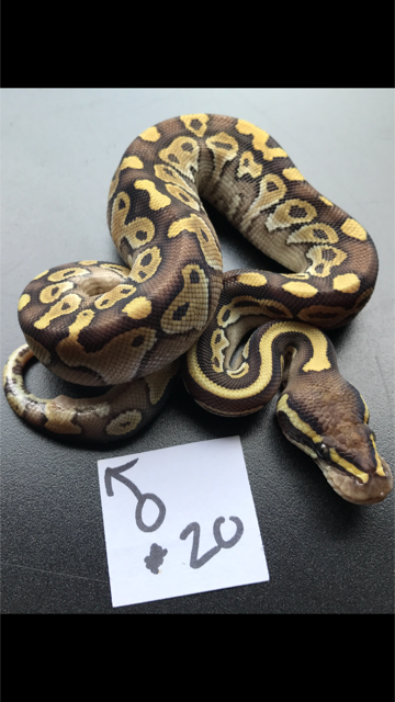 PB20