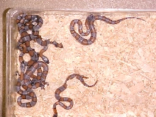 Last Clutch of 2004 Sanderson Graybands