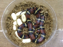 South Texas Mexican Milksnake & eggs