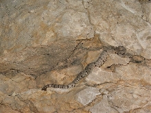 Mottled Rock Rattlesnake