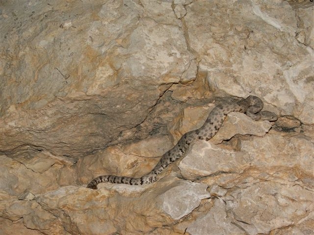 Mottled Rock Rattlesnake