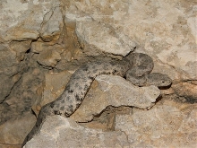 Mottled Rock Rattlesnake