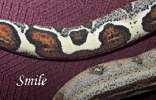Smiley