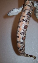 High pink/orange belly scales