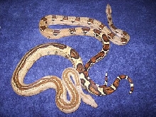 Stripe Boa