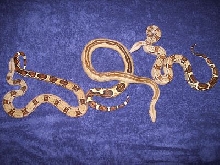 Stripe Boa